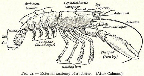 Circulatory and respiratory system of a crayfish | clipart etc